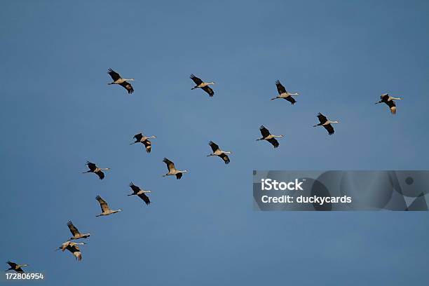 Sandhill Cranes Formación Foto de stock y más banco de imágenes de Aire libre - Aire libre, Animal, Animales salvajes