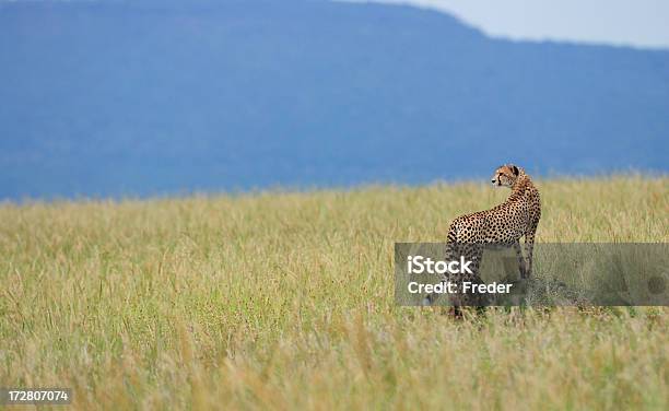 Foto de Guepardo Olhando Para A Presa e mais fotos de stock de Chita - Chita, Esconder, Acinonyx Jubatus