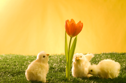 morning chicks and flower
