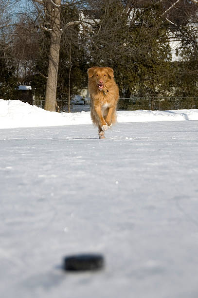 istock Nova Scotia Duck Tolling Retriever dog on ice. 172807100