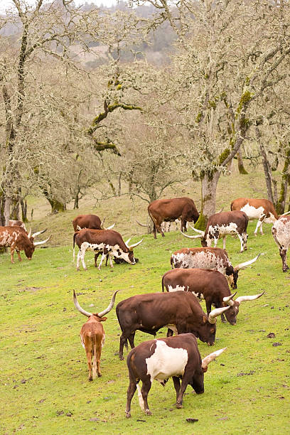 Watusi Cattle stock photo