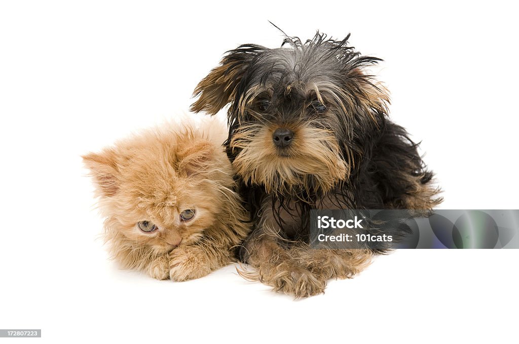 Tímido gato e o seu amigo - Royalty-free Cão Foto de stock