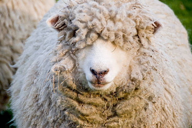 istock Sheep In Need Of A Shearing 172807297