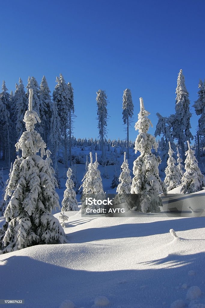 Winter Forest - Lizenzfrei Abenteuer Stock-Foto