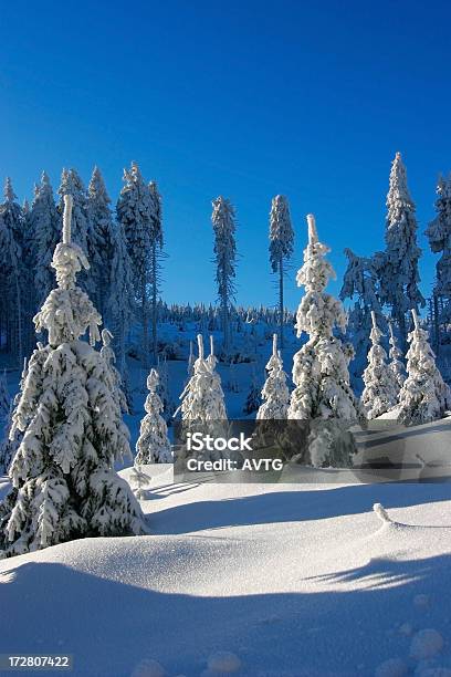 Winter Forest Stockfoto und mehr Bilder von Abenteuer - Abenteuer, Abgeschiedenheit, Baum