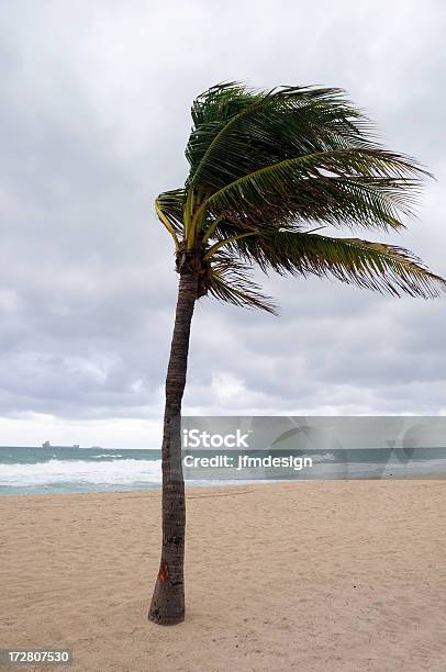 Storm Davanti Arrivando - Fotografie stock e altre immagini di Palma - Palma, Vento, Albero