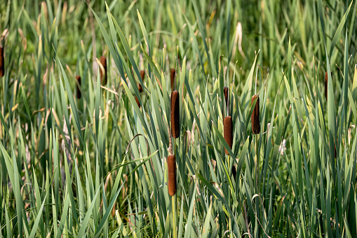 Common cattail or bulrush