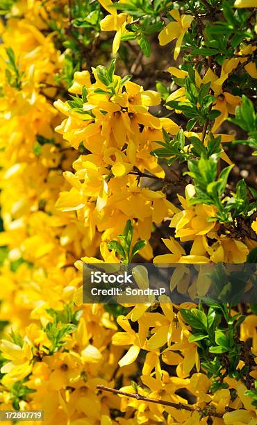 Forsítia Primavera - Fotografias de stock e mais imagens de Amarelo - Amarelo, Arbusto, Cor verde