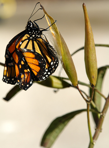        Monarch cling to milkweed seed pod in the sun trying to dry it's new wings after just hatching.                        