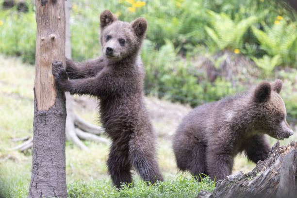 istock Cute brown bear cub sibling in a green meadow next to a tree 1728081753