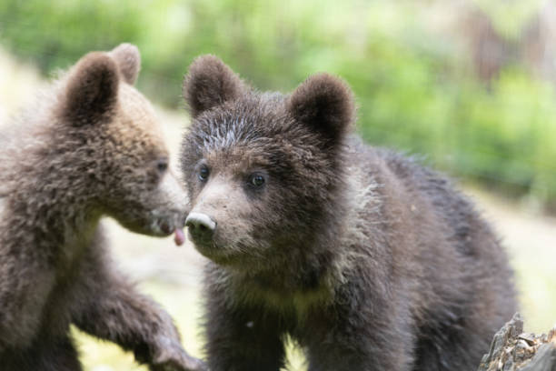 istock Two brown bear cubs close- up portrait 1728082278