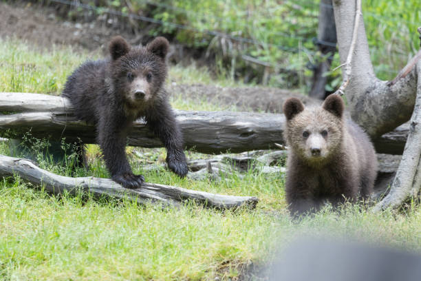 istock Cute brown bear cub sibling in a green field with grass 1728082823