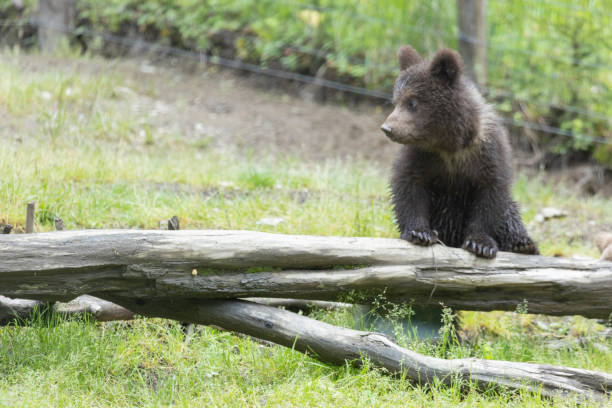 Black bear cub (red colored) climbing on downed tree trunk near Mom in International Peace Park, Alberta, Canada, North America.