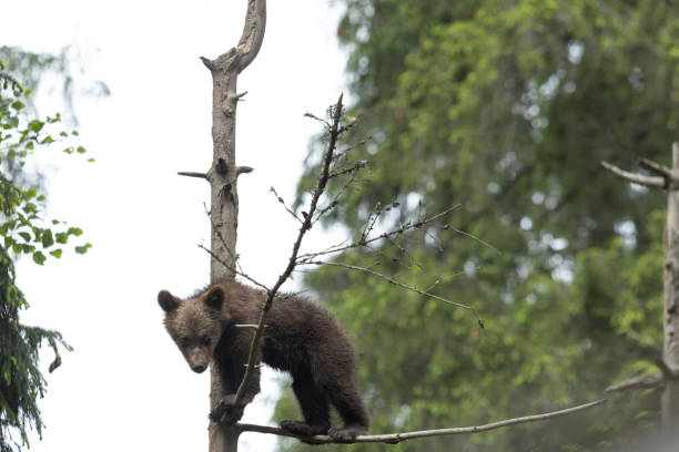 istock Brown bear cub sitting on top af a spruce tree 1728082828