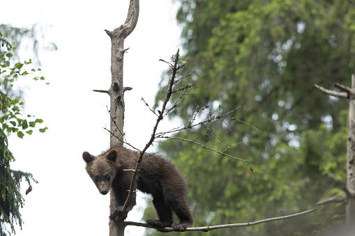 Brown bear cub sitting on top af a spruce tree looking at the camera