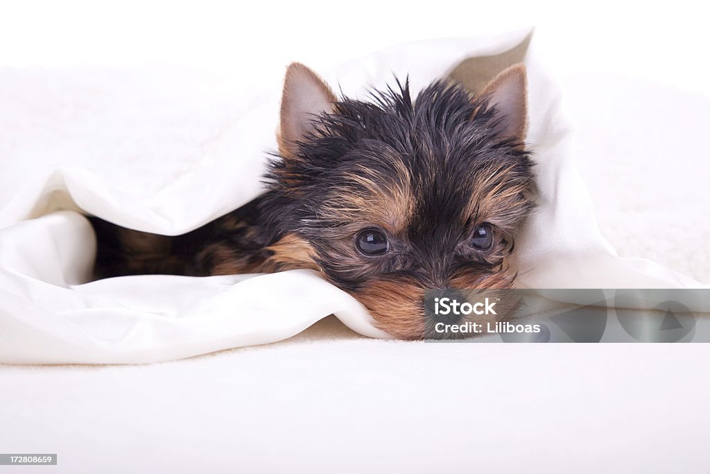 Новый щенок! (XL - Стоковые фото Одеяло роялти-фри