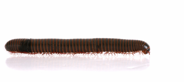 Millipede isolated on white.