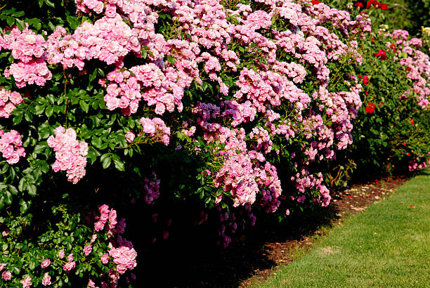 istock Row of roses 172808886