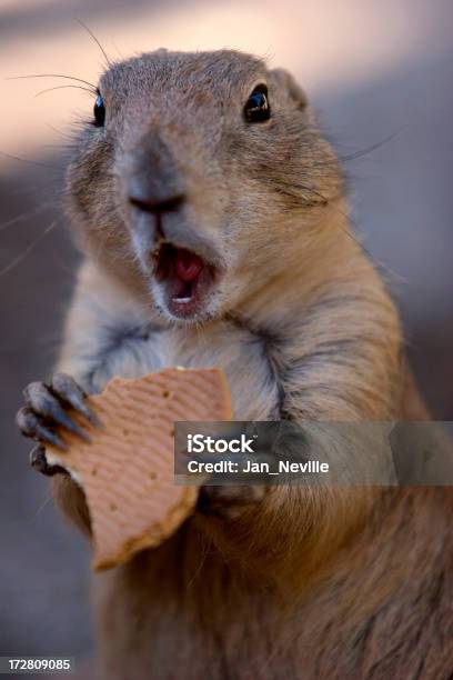 Prairie Dog Stockfoto und mehr Bilder von Humor - Humor, Tier, Eichhörnchen - Gattung