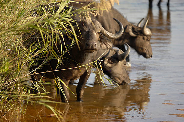 buffalo guardare uniti - mashatu game reserve foto e immagini stock