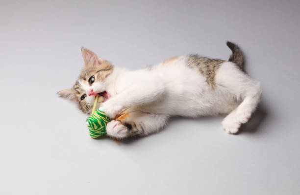istock Cute kitten playing with cat toy on a gray background. 1728091996