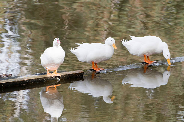 Ducks in a row stock photo