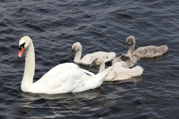 istock mute swan family (cygnus olor) 1728092701
