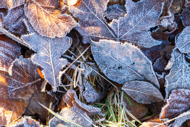 Frosty leaves with shiny ice frost in snowy forest park. Fallen leaves covered hoarfrost and in snow. Tranquil peacful winter nature. Extreme north low temperature, cool winter weather outdoor. Frosty leaves with shiny ice frost in snowy forest park. Fallen leaves covered hoarfrost and in snow. Tranquil peacful winter nature. Extreme north low temperature, cool winter weather outdoor peacful stock pictures, royalty-free photos & images