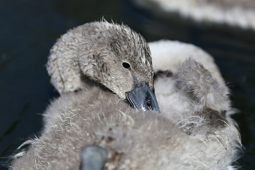 A group of four newly born cygnets huddled together on a Scottish loch.\nAlthough there was bright sunshine there was also very strong wind creating waves on the surface of the loch.\nThe loch is in Dumfries and Galloway, south west Scotland.