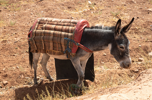 Pack donkey with colorful saddle in Morocco