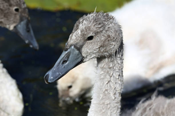 istock head of mute swan cygnet (cygnus olor) 1728116306