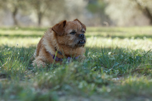 My dog Nami lying on the grass of an olive tree field in Gaianes, Spain