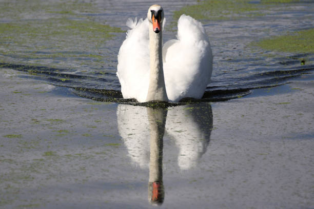 istock swimming mute swan (cygnus olor) 1728125548