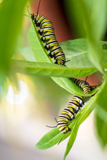 istock Monarch caterpillar  on Milkweed 1728134371