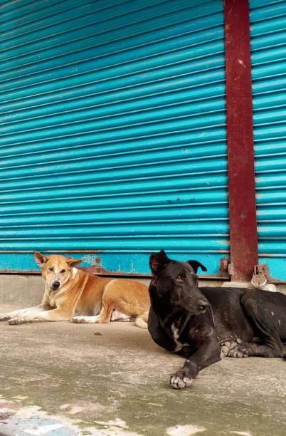 istock Two dogs chilling in front the colorful wall 1728134383