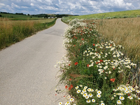 An asphalted small road in Weinviertel in Lower Austria with biodiverse vegetation (camomilla, poppy) beside a cornfield, agricultural and hilly landscape, sky, clouds, summer