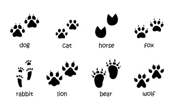 Vector illustration of Vector set of animal footprints. Paw tracks in black color. Animal feet silhouette collection of cat, dog, fox, horse, rabbit, lion, bear and wolf prints.