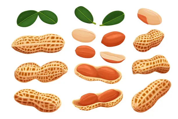 Vector illustration of variety of peanuts Raw shelled peanuts of different shapes stand vertically isolated on white background.