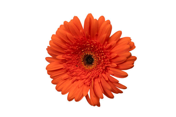 istock Red gerbera daisy flower isolated on a white. 1728153974
