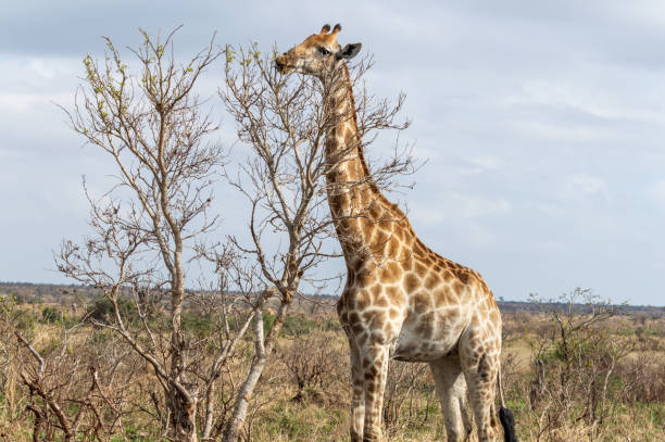 Giraffe stock photo