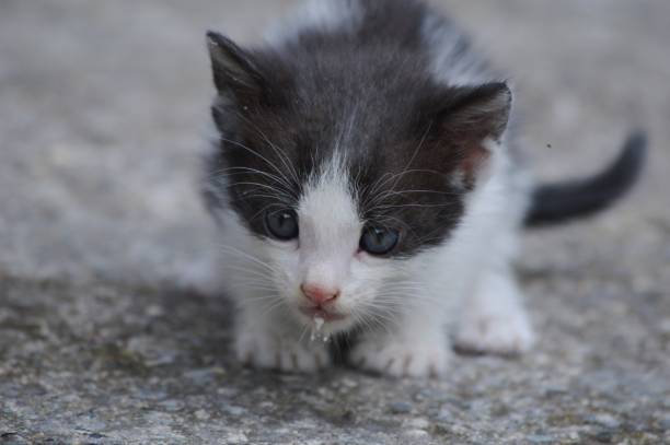 istock a little kitten with blue eyes 1728156658