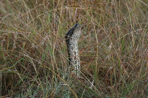 Straightened python in the high grass of the Masai Mara
