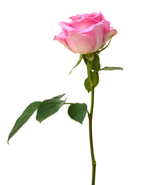 istock gift pink rose flower 1728165911
