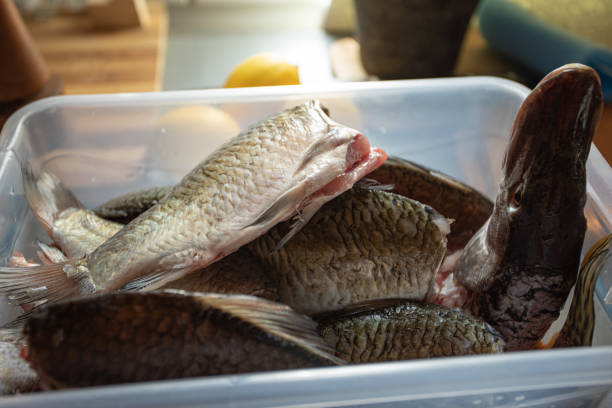 Freshwater fish preparing, pike and prussian carp in plastic dish, close-up