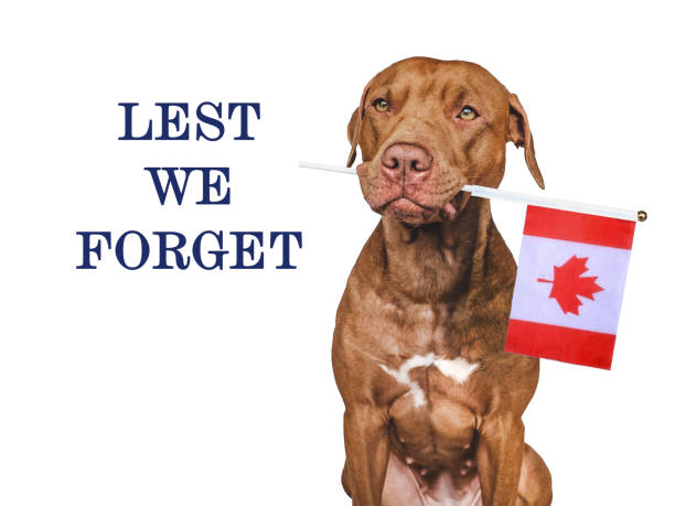 istock Lest We Forget. Lovable dog and Canadian Flag 1728167573