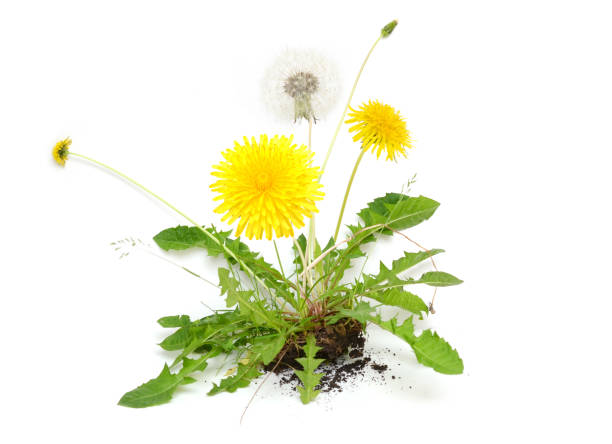 istock Wild weed dandelion flower plant 1728169808