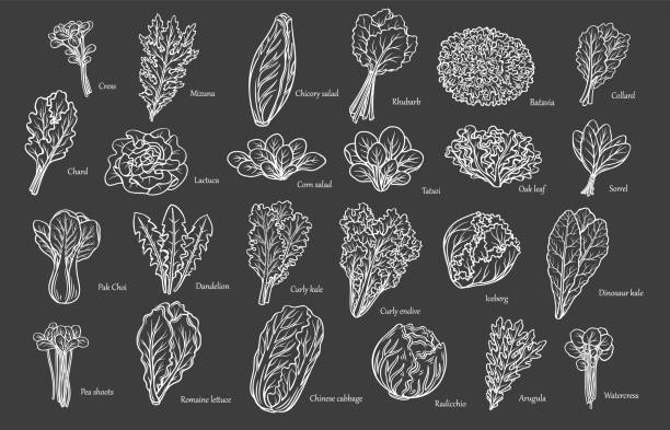 Lettuce and Salad Leaves Outline Icons Set Lettuce and salad leaves outline icons set vector illustration. Hand drawn Iceberg lettuce and sorrel, curly endive and kale, pea shoots and chicory in white line leaf vegetables collection on black weed stamp stock illustrations