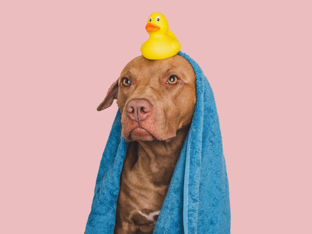 istock Cute dog, blue towel and yellow rubber duck 1728172117