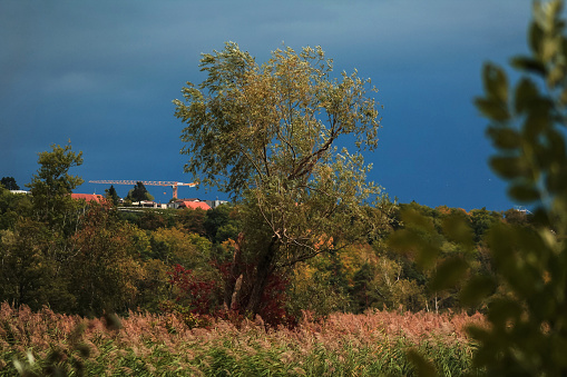 view of a tree in patch of reed near a lakeshore