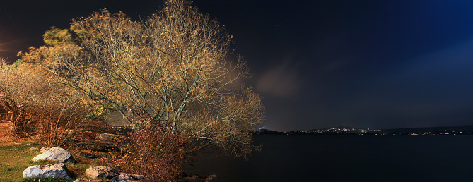 nocturnal view of a tree at a lake shore